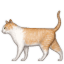 cat2
